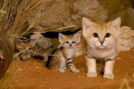 Nice wallpapers Sand Cat 462x308px