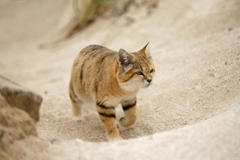 Sand Cat Pics, Animal Collection