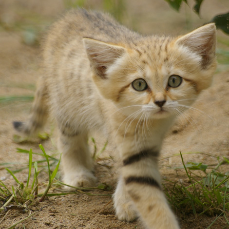 Nice wallpapers Sand Cat 470x470px