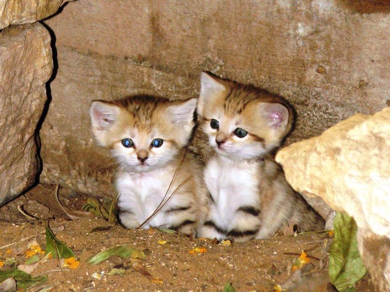 Sand Cat Pics, Animal Collection