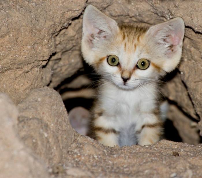 HQ Sand Cat Wallpapers | File 52.4Kb
