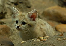 HD Quality Wallpaper | Collection: Animal, 220x152 Sand Cat