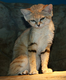 HD Quality Wallpaper | Collection: Animal, 220x266 Sand Cat