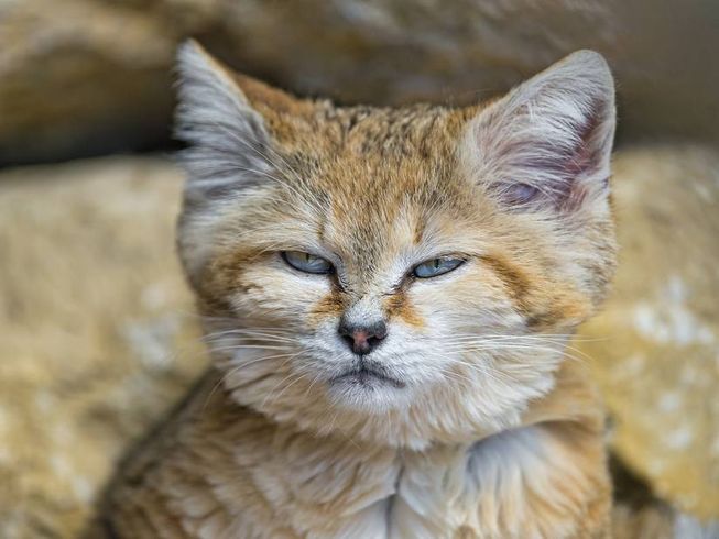 653x490 > Sand Cat Wallpapers