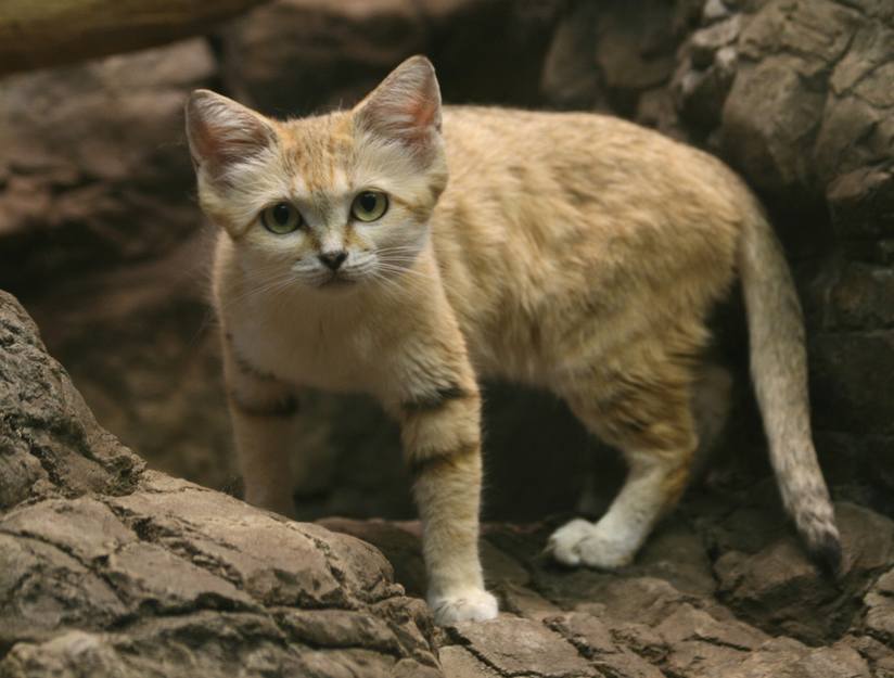 HD Quality Wallpaper | Collection: Animal, 824x625 Sand Cat
