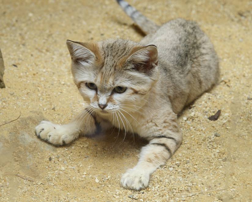 Images of Sand Cat | 824x659