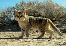 HQ Sand Cat Wallpapers | File 13.26Kb