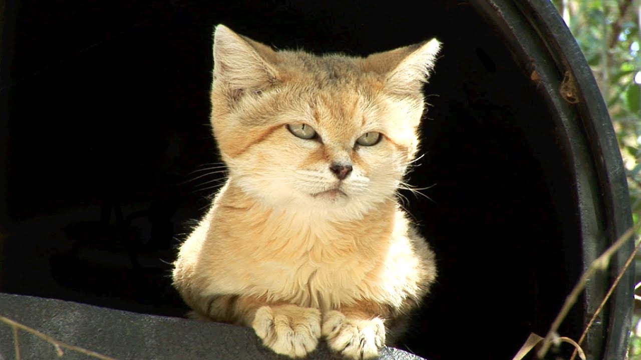 Images of Sand Cat | 1280x720