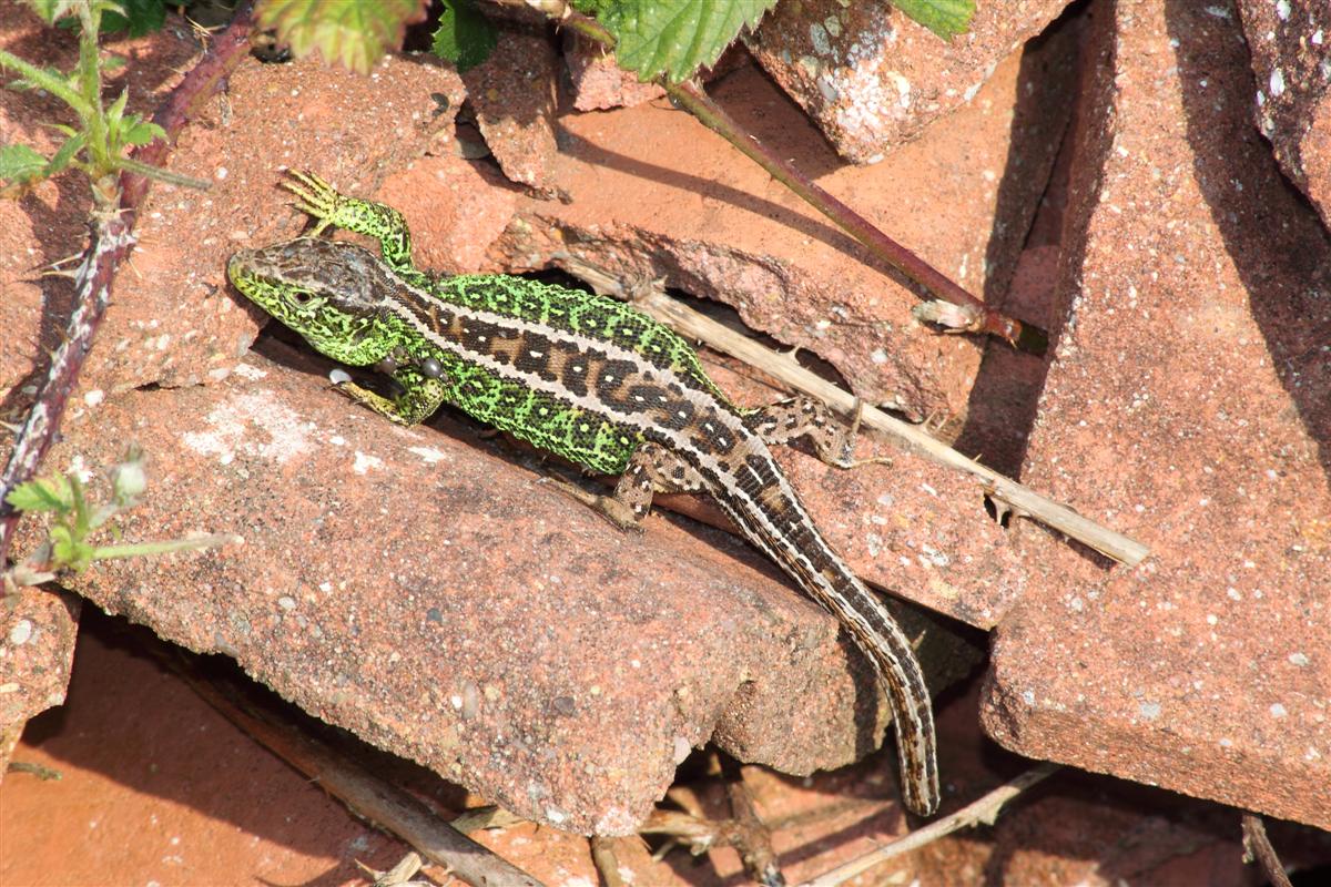 Sand Lizard High Quality Background on Wallpapers Vista