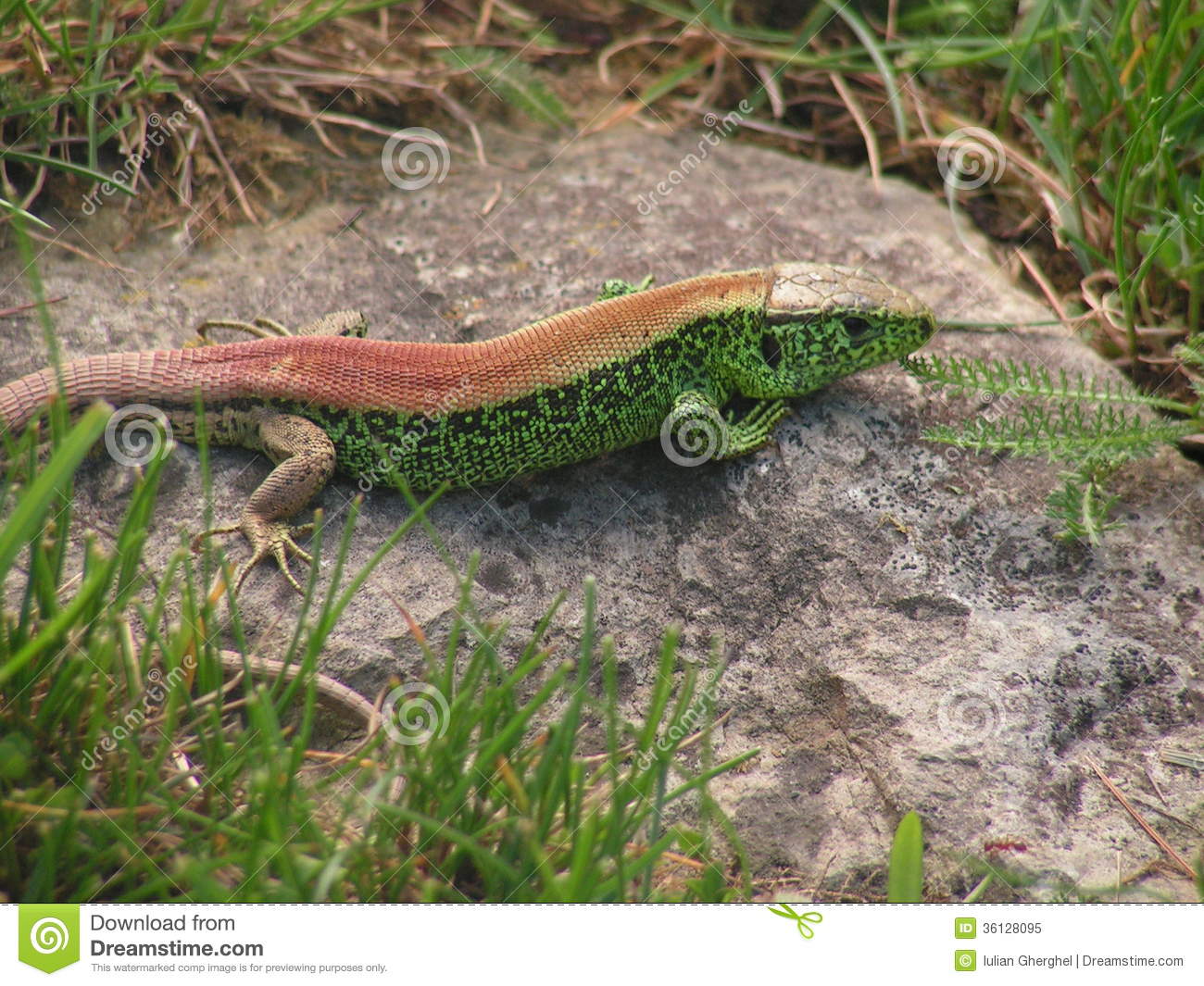 Images of Sand Lizard | 1300x1065
