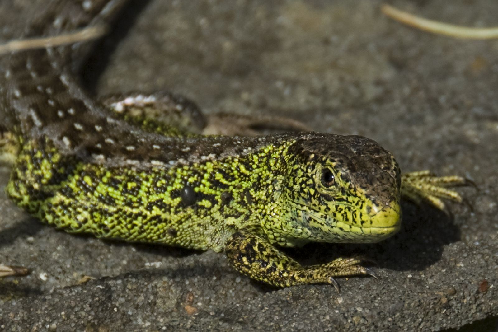 Images of Sand Lizard | 1600x1067