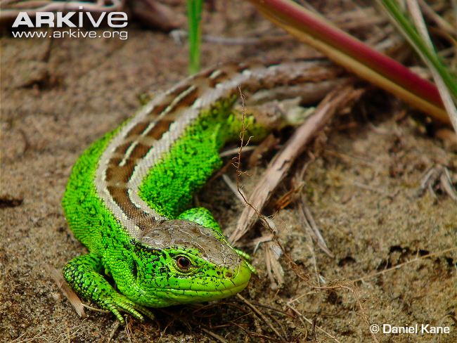 Images of Sand Lizard | 650x488