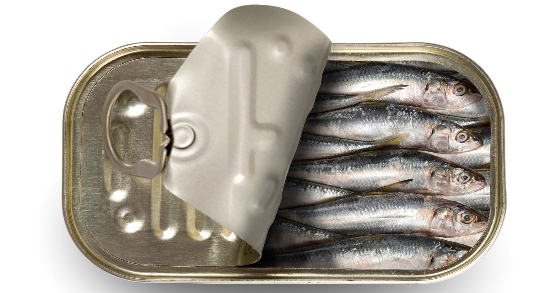 Sardines High Quality Background on Wallpapers Vista