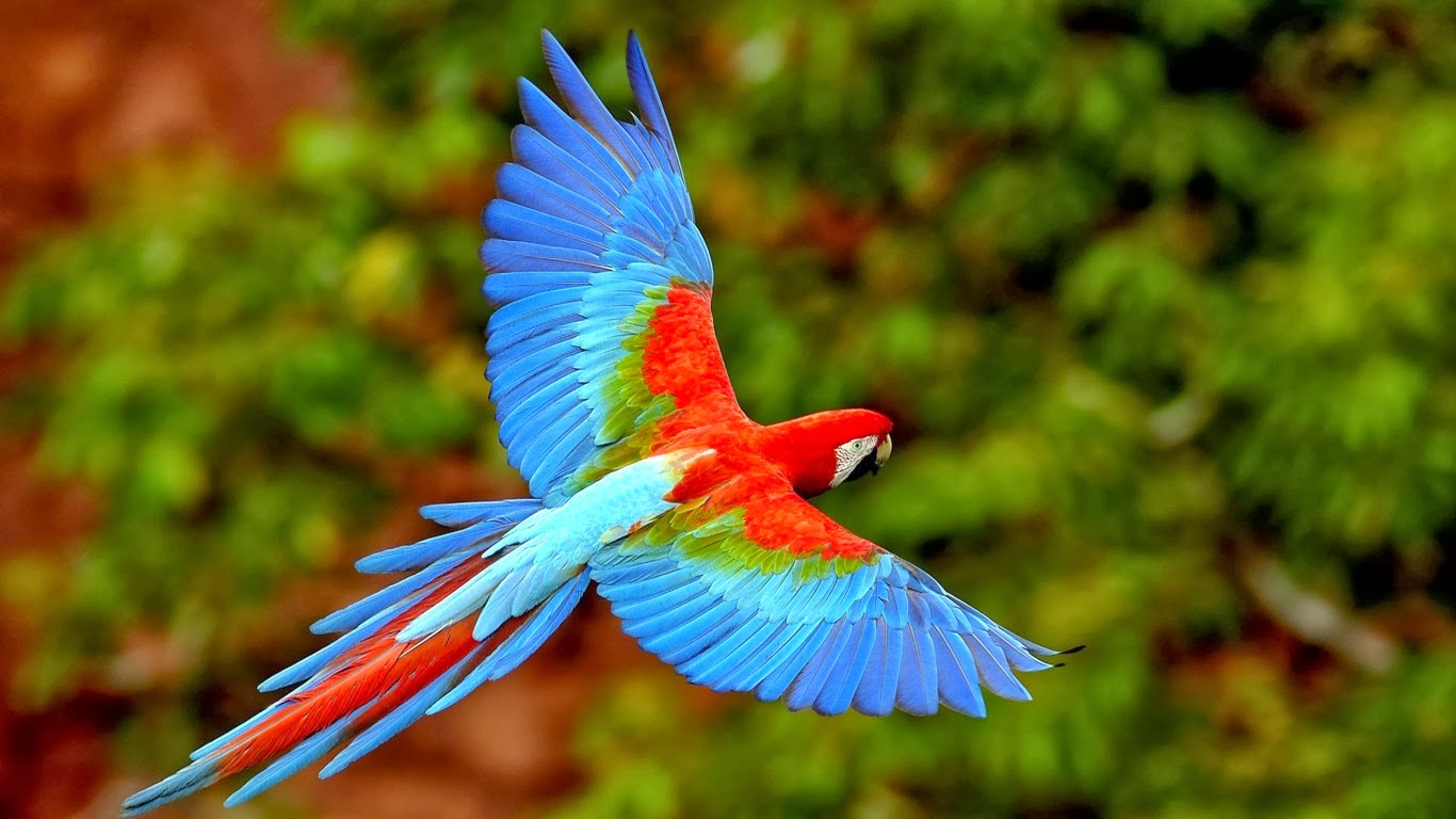 Nice wallpapers Scarlet Macaw 1366x768px