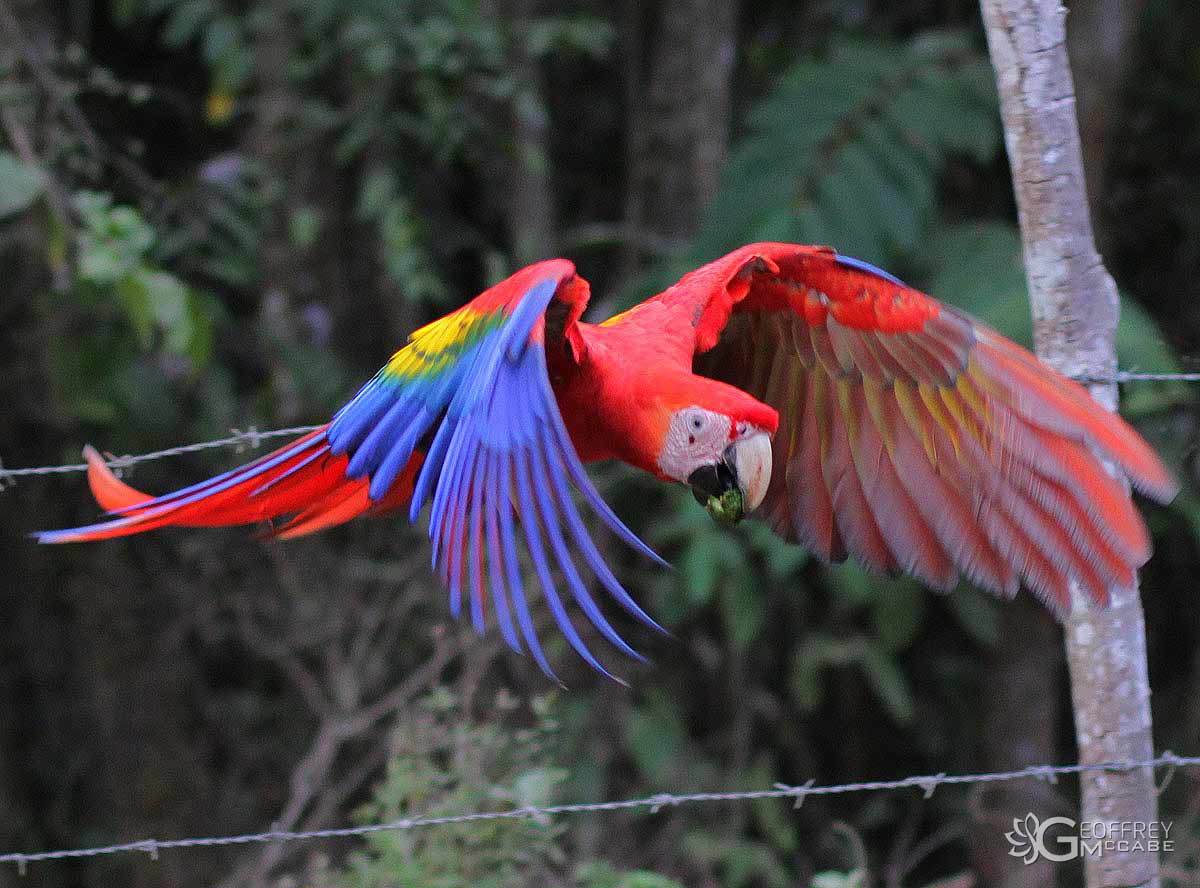 Amazing Scarlet Macaw Pictures & Backgrounds