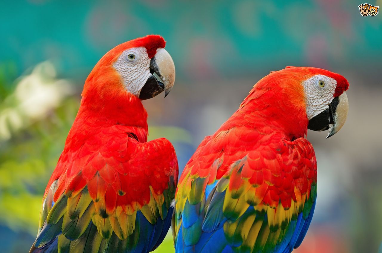 Nice wallpapers Scarlet Macaw 1280x847px