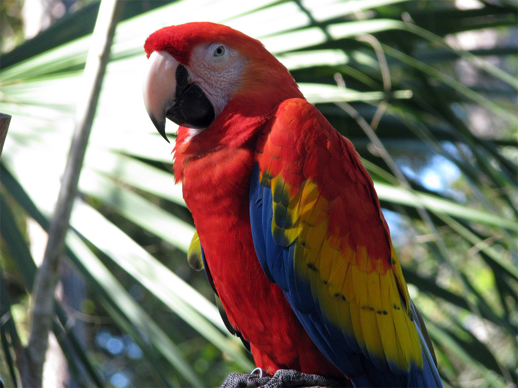Scarlet Macaw Backgrounds on Wallpapers Vista