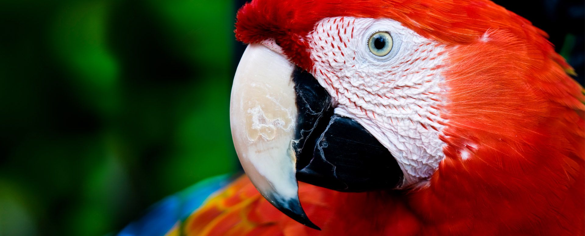 HQ Scarlet Macaw Wallpapers | File 158.99Kb