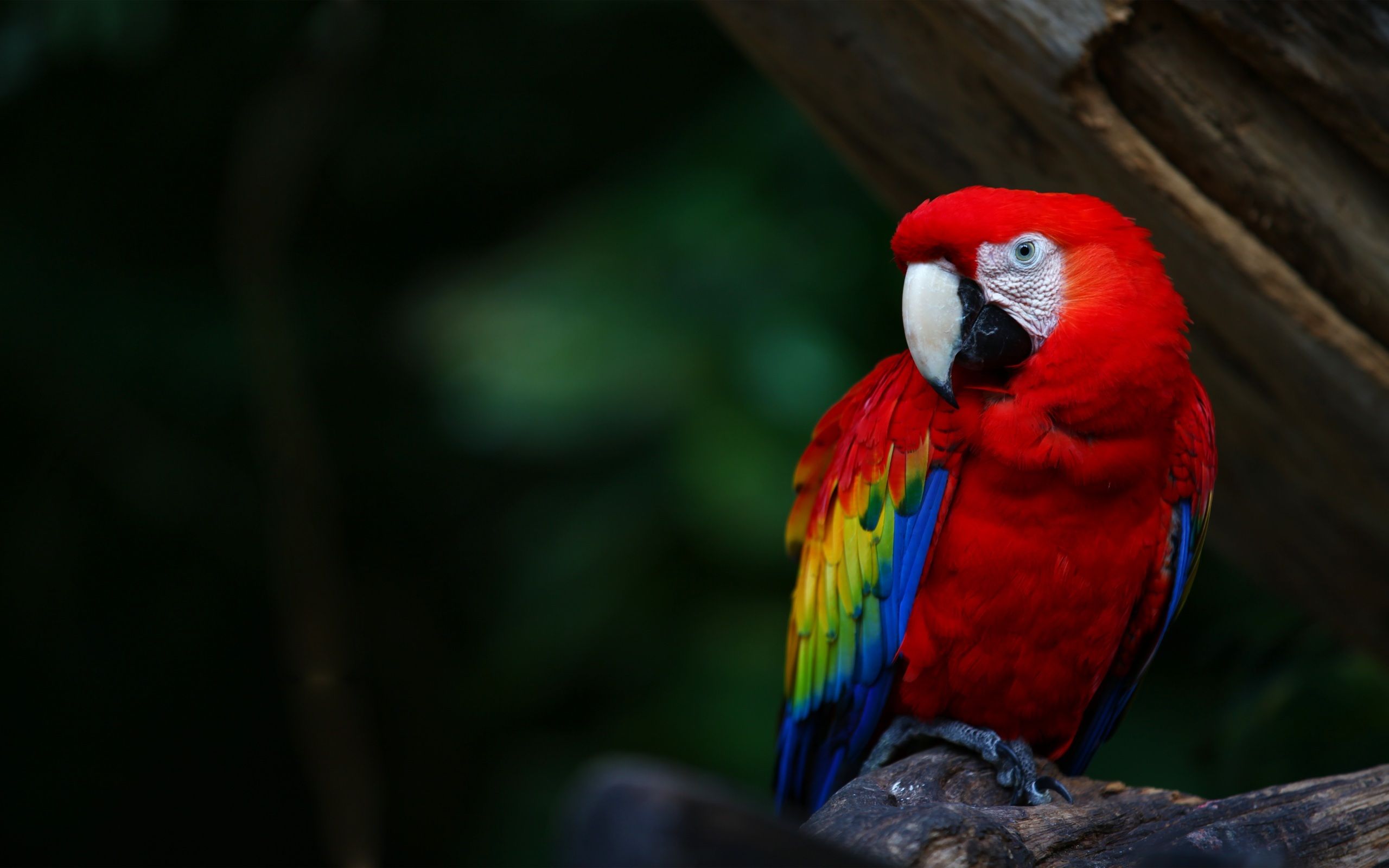 Scarlet Macaw #4