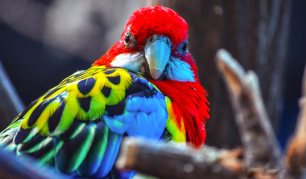 Images of Scarlet Macaw | 1024x600