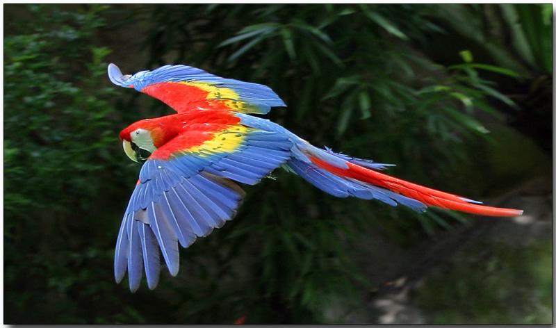 HQ Scarlet Macaw Wallpapers | File 45.09Kb