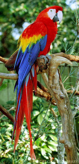 High Resolution Wallpaper | Scarlet Macaw 257x530 px