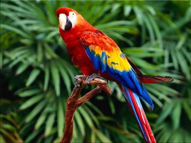 HD Quality Wallpaper | Collection: Animal, 382x287 Scarlet Macaw