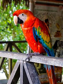 Scarlet Macaw Backgrounds on Wallpapers Vista