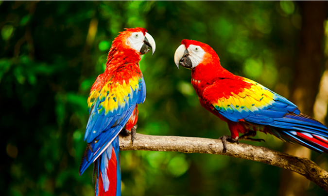 HD Quality Wallpaper | Collection: Animal, 675x405 Scarlet Macaw