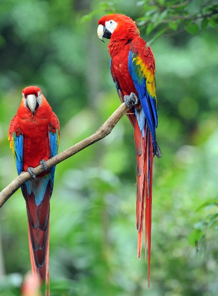 Nice Images Collection: Scarlet Macaw Desktop Wallpapers