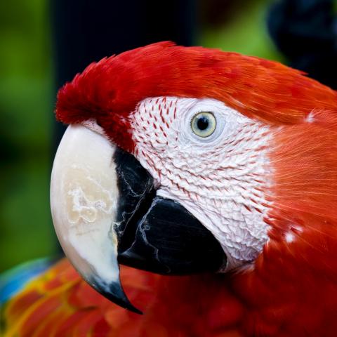 Scarlet Macaw High Quality Background on Wallpapers Vista