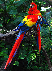 170x230 > Scarlet Macaw Wallpapers