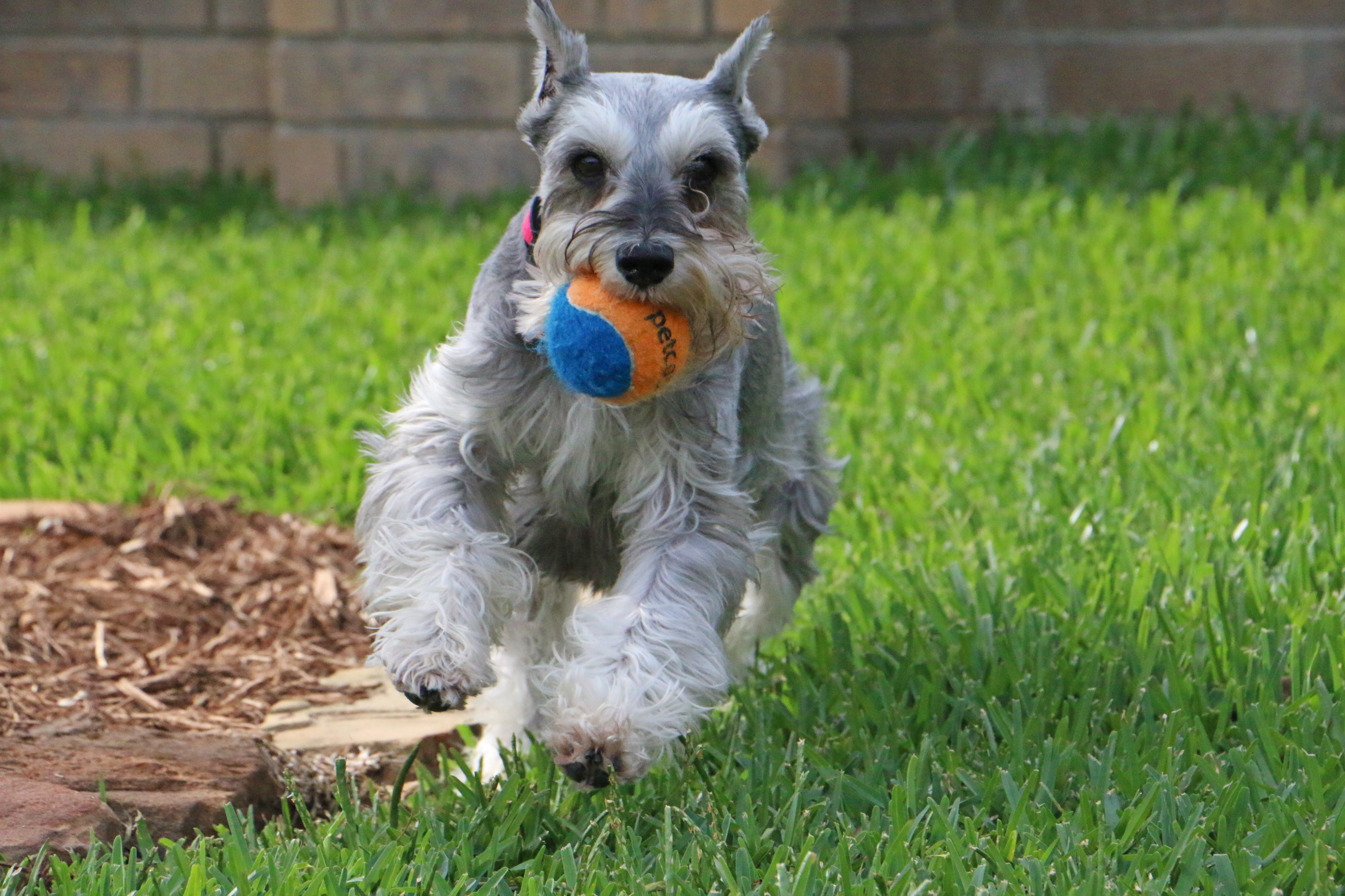 Schnauzer High Quality Background on Wallpapers Vista