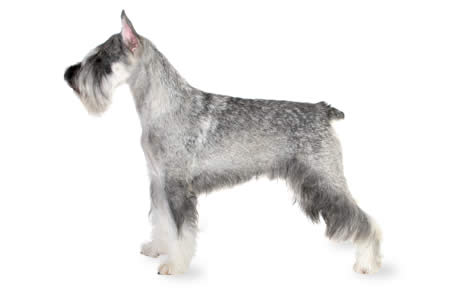 Schnauzer High Quality Background on Wallpapers Vista