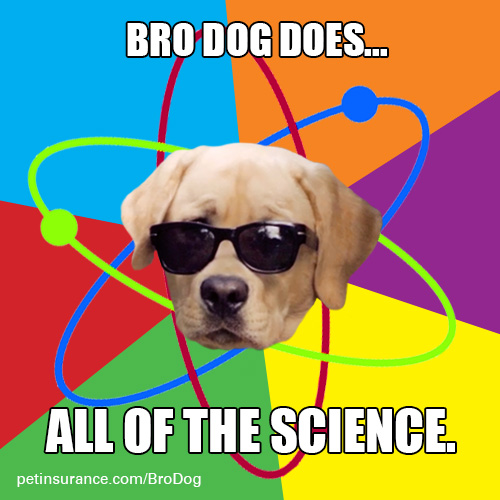 Science Dog #25