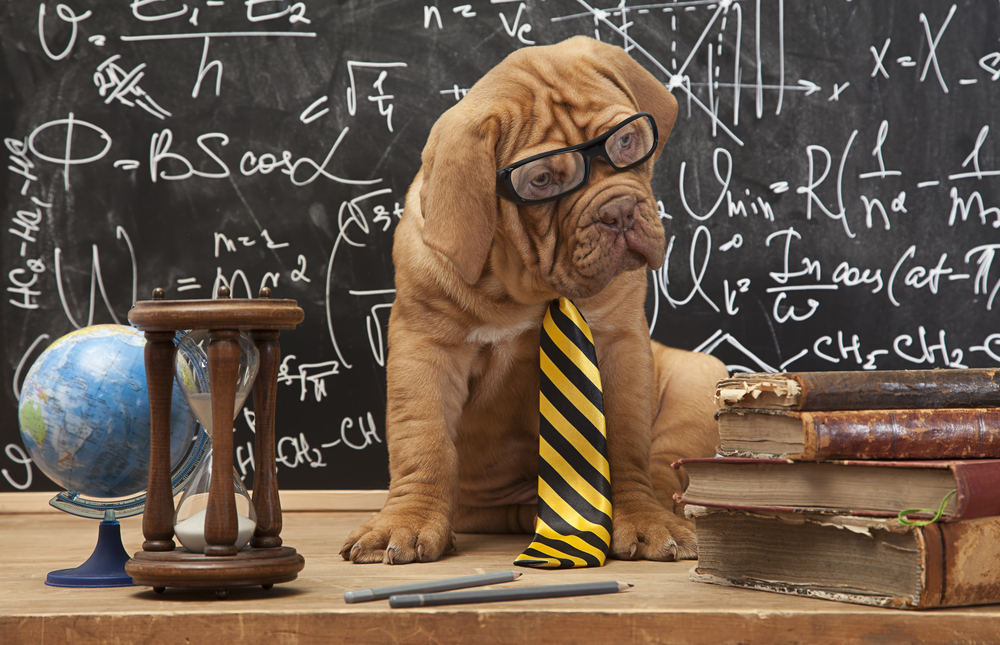 Nice Images Collection: Science Dog Desktop Wallpapers
