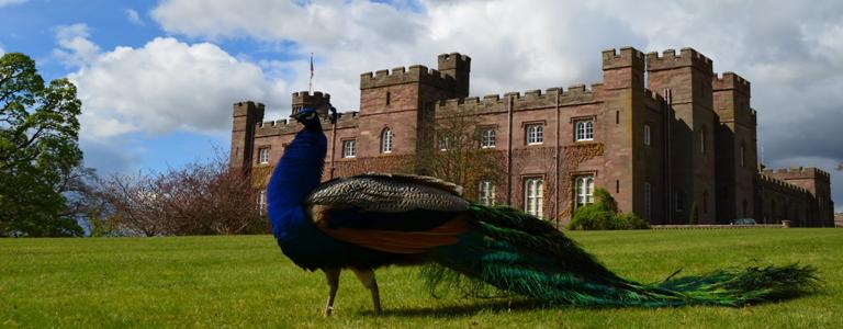 High Resolution Wallpaper | Scone Palace 768x300 px