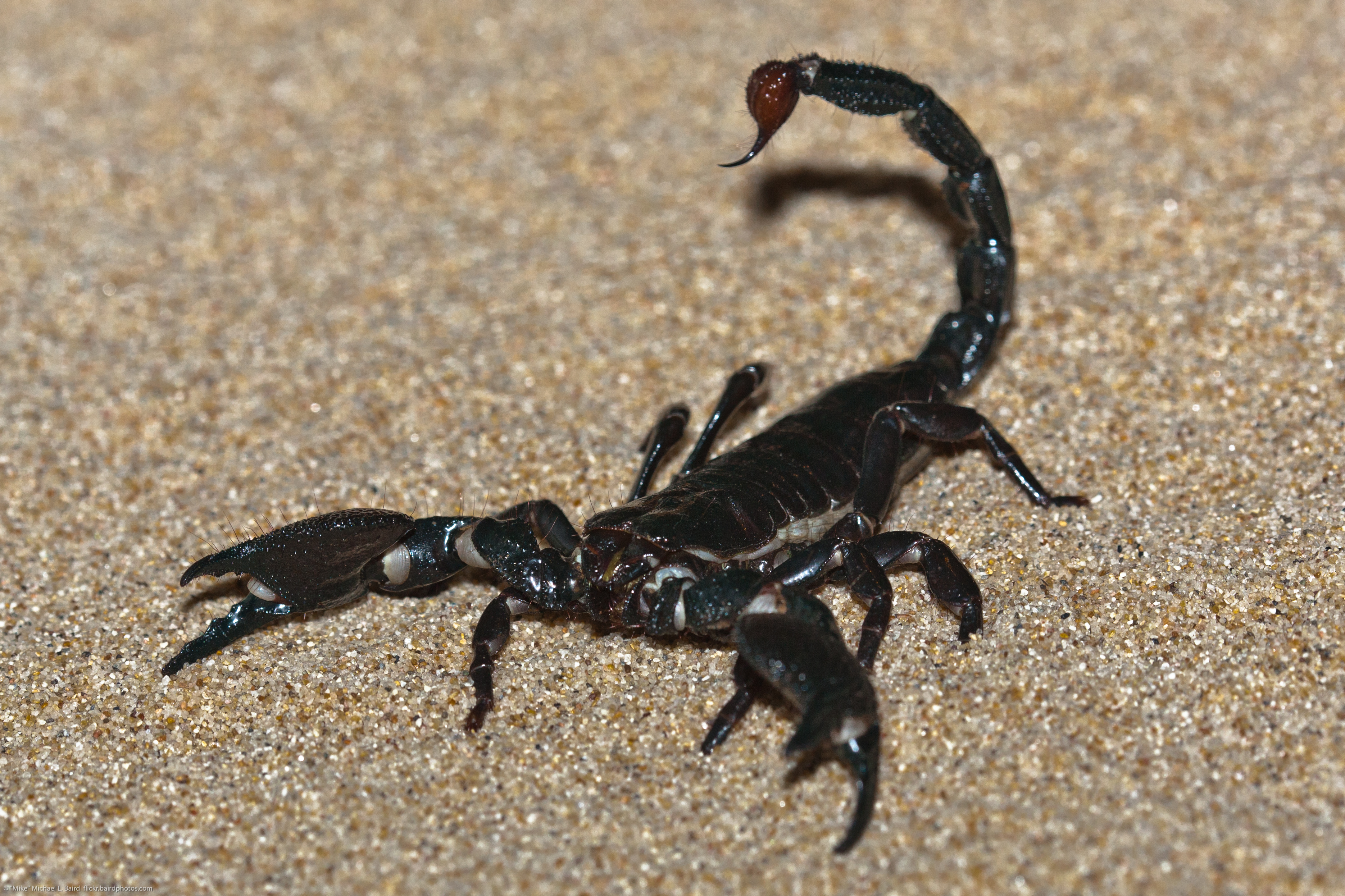 HD Quality Wallpaper | Collection: Animal, 3739x2492 Scorpion