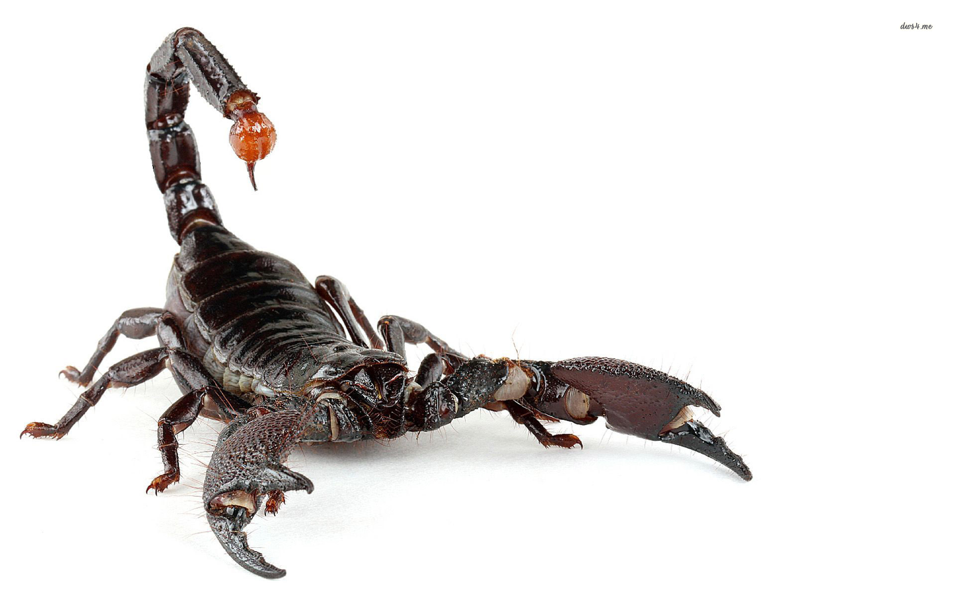 Scorpion #6