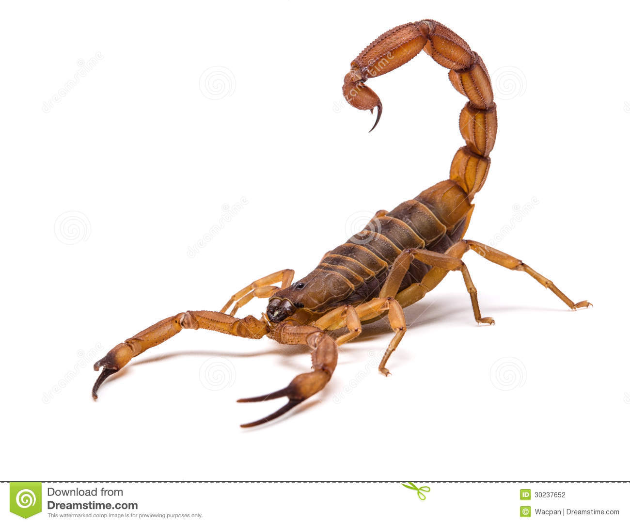 Scorpion #5
