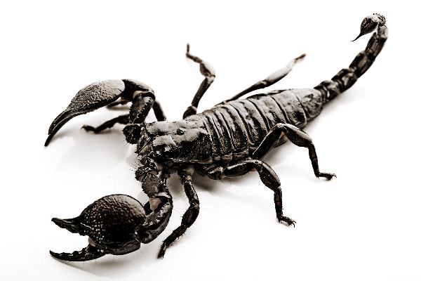 Scorpion #20