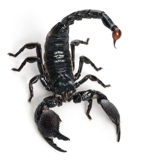 Scorpion HD wallpapers, Desktop wallpaper - most viewed