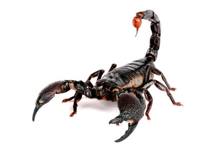 Scorpion #23