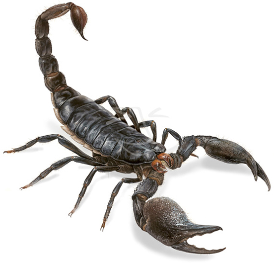 Scorpion Pics, Animal Collection