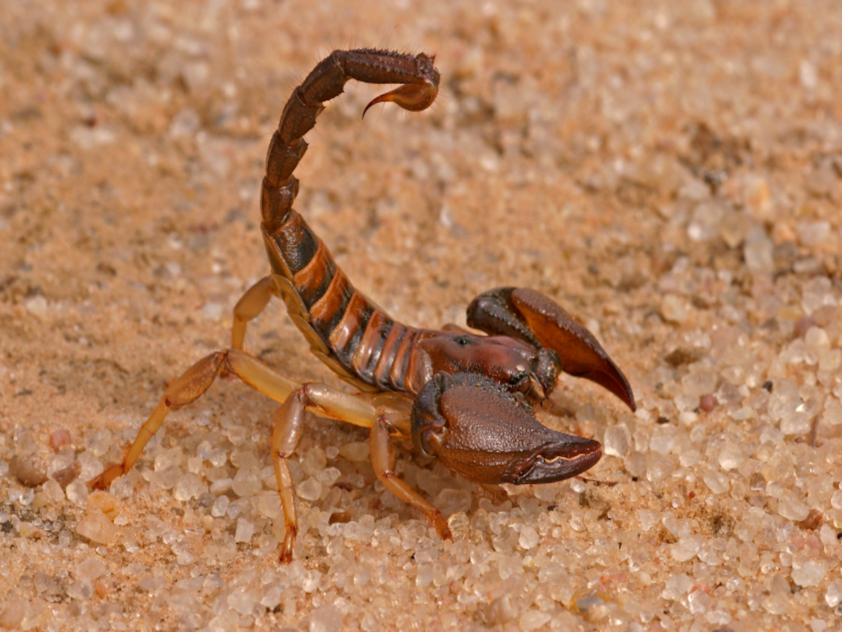 Scorpions #3