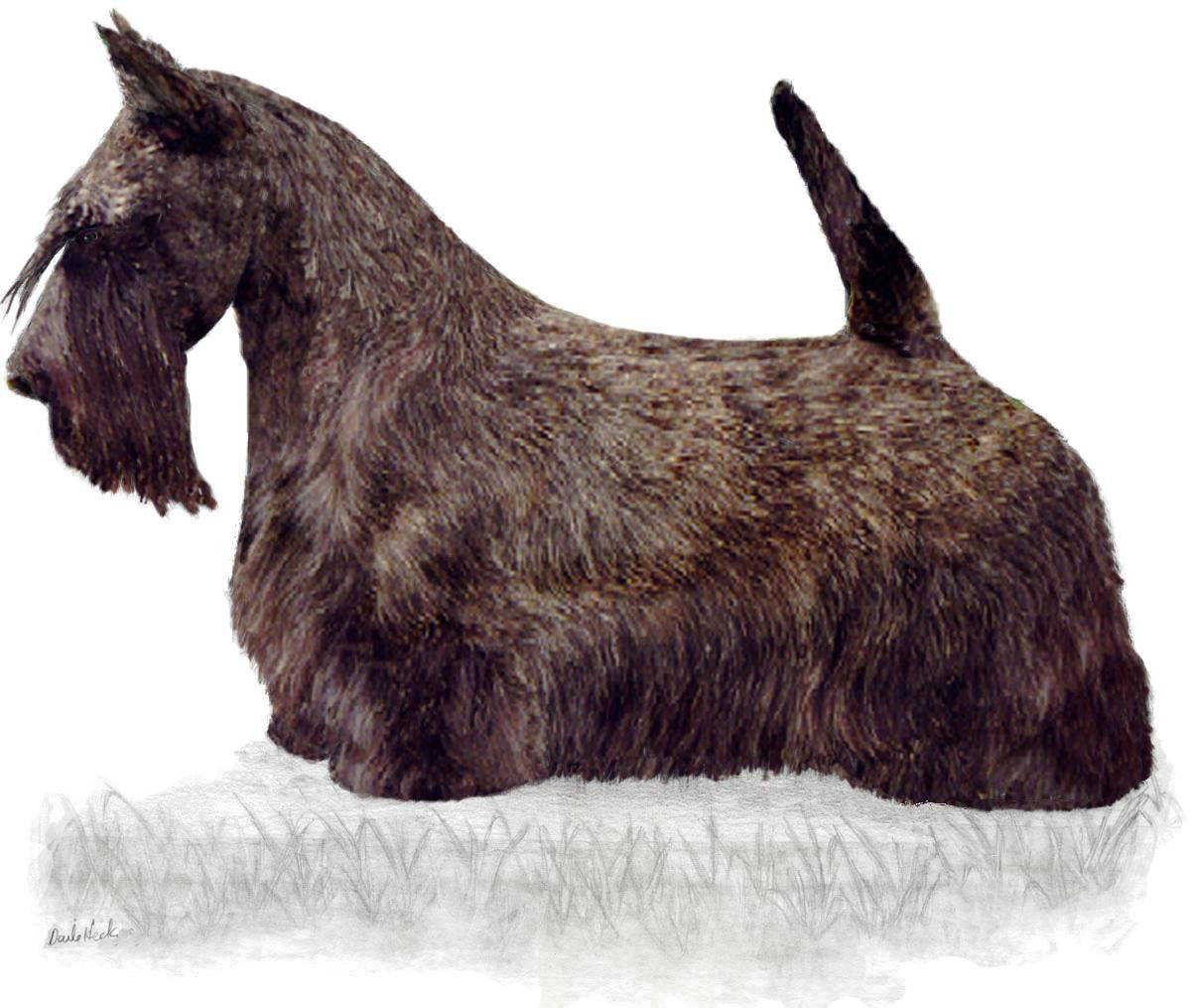 Amazing Scottish Terrier  Pictures & Backgrounds