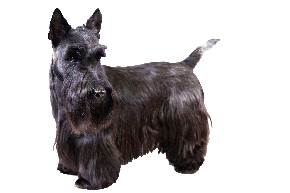 Nice wallpapers Scottish Terrier  1170x780px
