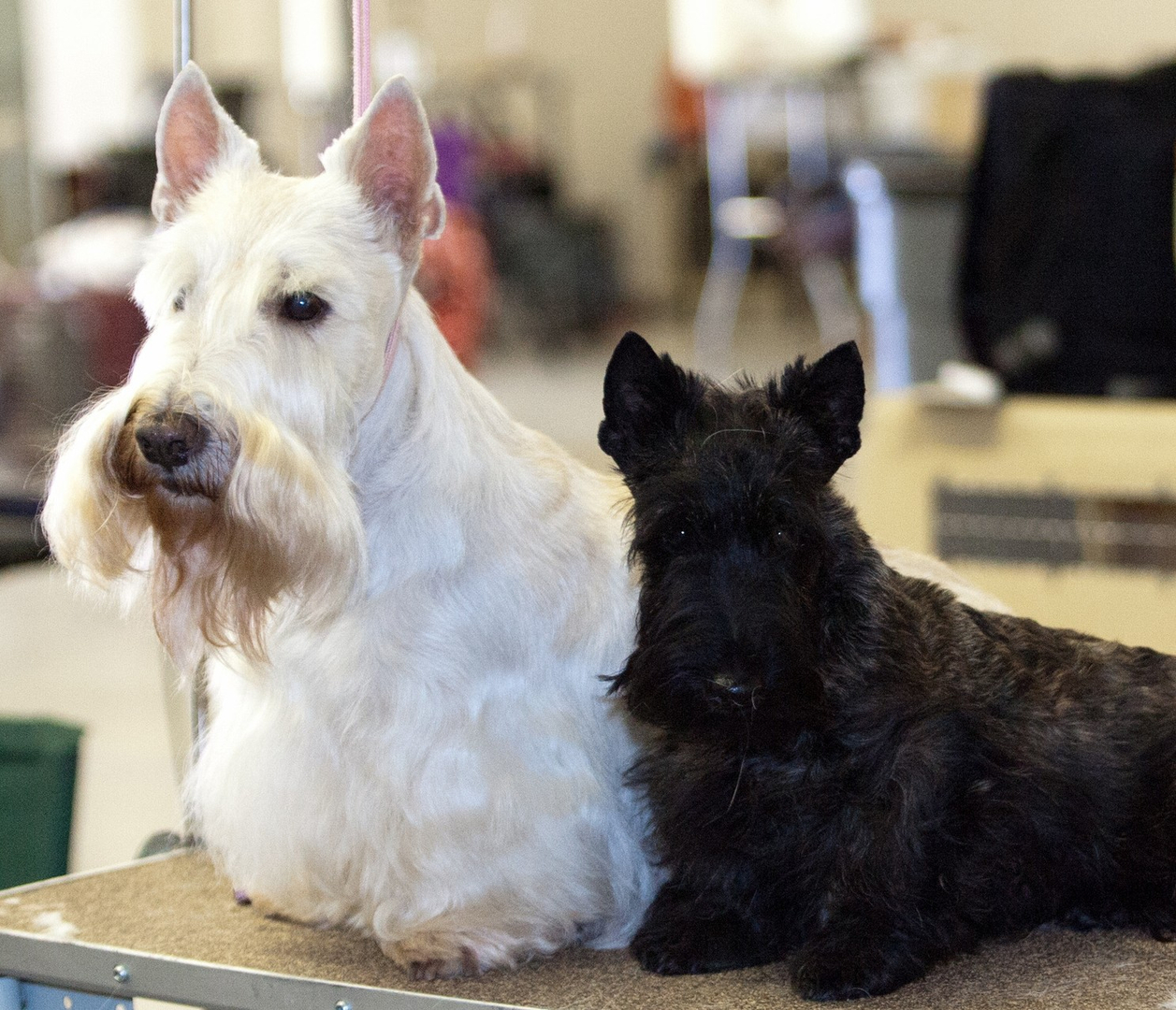 Nice wallpapers Scottish Terrier  1257x1080px