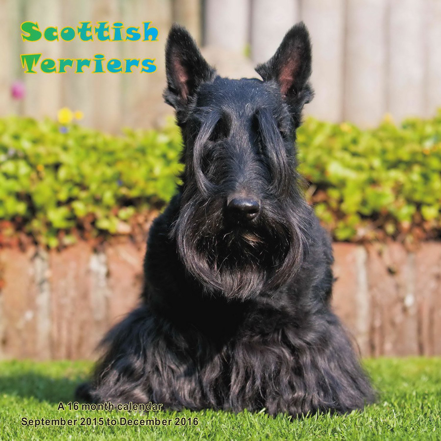 Scottish Terrier  Backgrounds on Wallpapers Vista