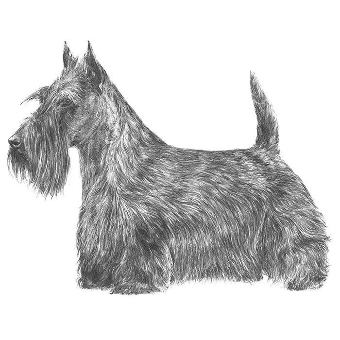 Nice wallpapers Scottish Terrier  700x700px